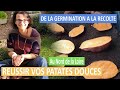 Comment russir ses patates douces au potager 