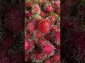 #short/#youtubeshort/#viral/#fruit/#rambutan/#craving/#satisfying/#yummy/@emashelpinghand5729 🥰