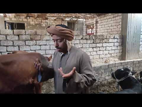 الفرق بين العجول البلدي والعجول الخليط في التسميين وأيهما أفضل من وجهة نظري