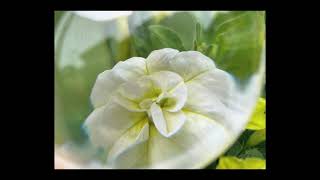 Flower Photography using Magnifying Glass Shot on iPhone12 Pro Max screenshot 5