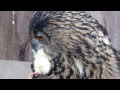 Uhu Fütterung, European Eagle-Owl feed, HD