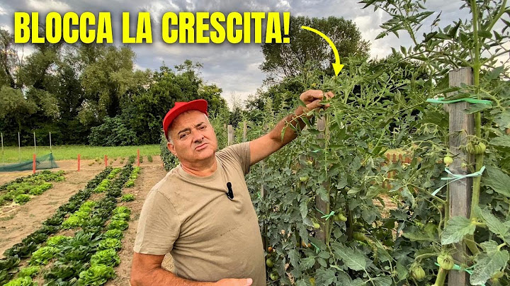 Want BIGGER TOMATOES? CUT the top off your tomato plant!