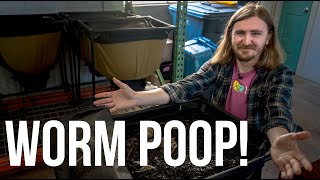Whats the Tea? The Secret Ingredient is Worm Poop!!!!!!!!
Hi, I’m Joe, and in this video, we’re talking about vermicompost, also known as worm castings. Worms play a crucial role in the soil food web, helping to break down organic matter and make nutrients more available to plants. That’s why we use worm castings to create our nutrient-rich compost tea, a natural liquid fertilizer that feeds the trees from the ground up! 🌳✨
But making high-quality vermicompost isn’t as simple as tossing food scraps to the worms. We carefully curate the perfect environment. We use shredded paper and leaf mold, keep the temperature just right, and make sure our worms stay happy and hydrated. After a few weeks, we harvest the black gold: rich worm castings that supercharge soil health.
🌍 Why does this matter? Healthy soil = healthy trees! So next time you spot a worm, give them a little high five for all the work they do underground.
📌 Want to learn more about soil health and tree care? Subscribe and hit the bell icon!
🔗 Want to get our latest videos hot off the presses? Sign up for our newsletter:
http://bit.ly/leaflimbnews
Learn more about compost tea
4 Options for Fertilizing Trees and Shrubs the Cheap, Easy, and Healthy Way
https://www.leaflimb.com/4-Options-for-Fertilizing-Trees-and-Shrubs-the-Cheap-Easy-and-Healthy-Way/
Brewing Better Soil: The Benefits of Compost Tea
https://leaflimb.com/brewing-better-soil-the-components-and-benefits-of-compost-tea/ Whats the Tea? The Secret Ingredient is Worm Poop!!!!!!!!