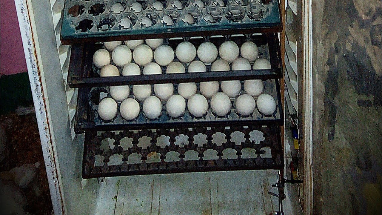 قلاب البيض بكل تفاصيله تاريخ2020 بدون ترولي