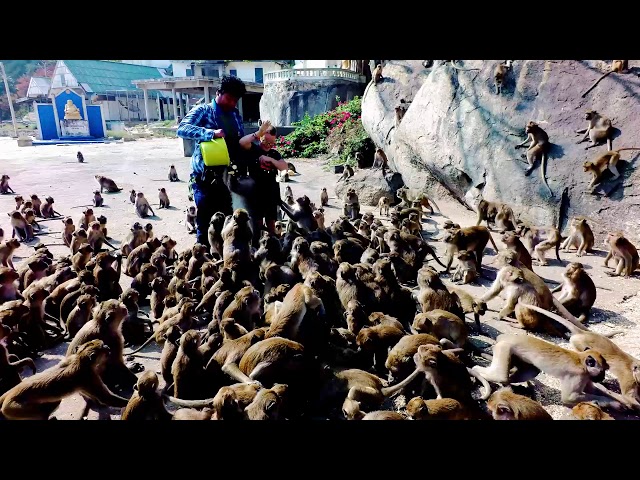 2019-12-04 Kiran feeds the monkeys