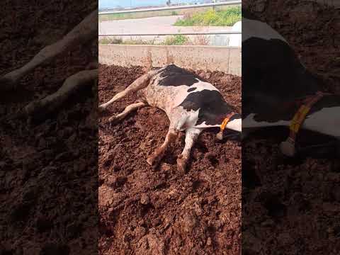 ÖLDÜ SANDIM BU NASIL DURUŞ #hayvancılık #cow #inek #farm #gavebirth #lely #farming