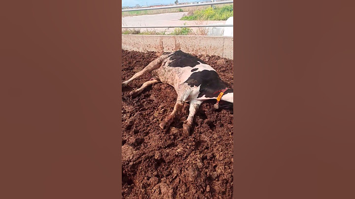 ÖLDÜ SANDIM BU NASIL DURUŞ #hayvancılık #cow #inek #farm #gavebirth #lely #farming