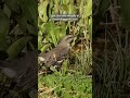 Northern Mockingbird drinking at Canoa Ranch, AZ. Spot this bird virtually at thebirdinggame.com!