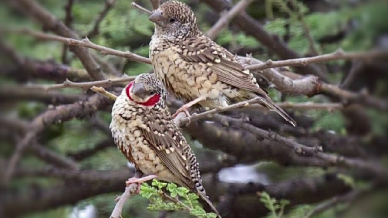 Красногорлая амадина