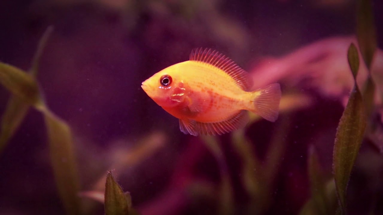 Peixe Mexirica – Nossa Fauna – Aquarismo Relax