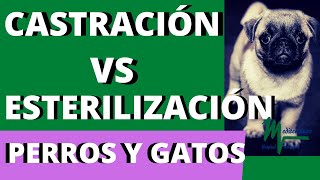 DIFERENCIA entre ESTERILIZACIÓN y CASTRACIÓN. Perros/Gatos