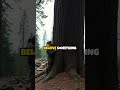 The Vanishing Colony: Roanoke’s Unsolved Mystery
