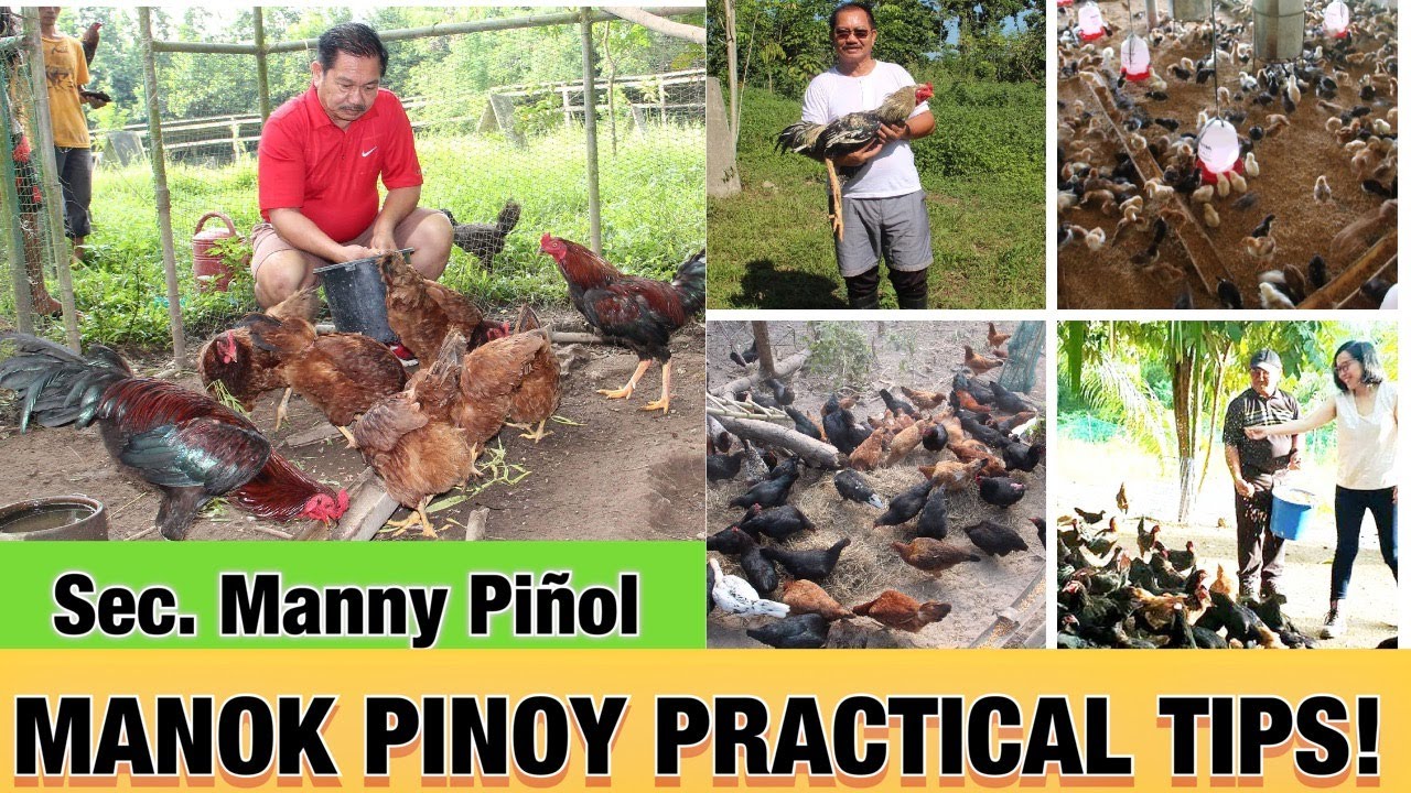 Manok Pinoy Practical Tips by Sec. Emmanuel 
