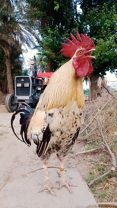 germany rooster crowing sound in village morning #cock #hen #gallos