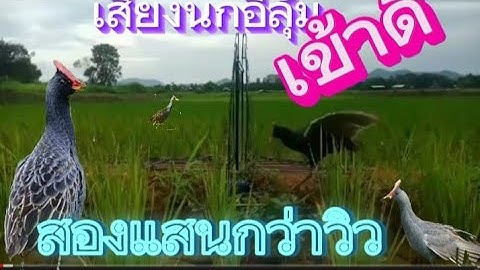 เสียงนกอีลุ้ม ต่อเข้าเร็ว0925864699