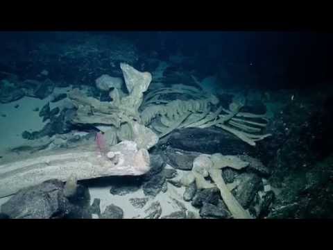 Observación de la caída natural de una ballena | Nautilus en Directo