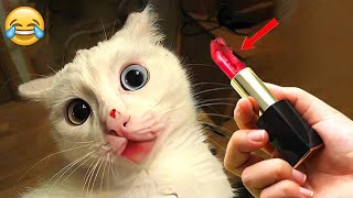 Funny Dogs And Cats Videos 2024   Best Funniest Animal Videos Of The week