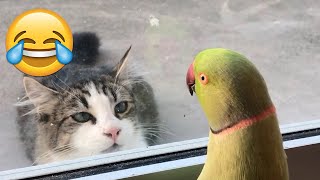The FUNNIEST Pet Videos of 2024! 🤣 | BEST Compilation - Part 56