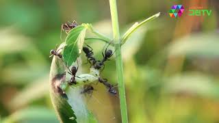 먹이사냥!! 곰개미 Food hunt! Bear ants