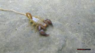 Шустрый крымский скорпион. Мисхорская гавань. A bright Crimean scorpion