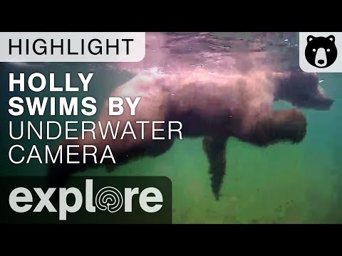 Holly and Her Adopted Yearling Swim Underwater - Katmai National Park - Live Cam Highlight
