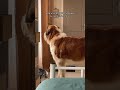 Le chien le plus bizarre au monde short shortsaintbernard