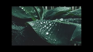 سورة القيامة كاملة  بصوت القارئ زيد الشنطي (بدون اعلانات) - Quran with rain- Sleeping and Relaxing