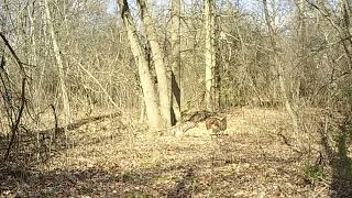 Turkey Vs. Red-tailed Hawk