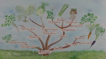 How to save carrot seeds