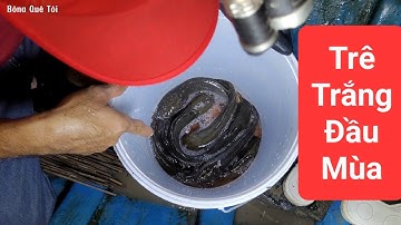 Cắm câu mùa nước lũ | Bôna Quê Tôi - Tập 32