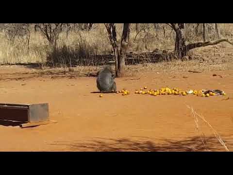 Hunters baboon shot