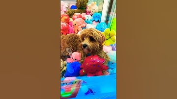 My dog got STUCK in a CLAW MACHINE!!