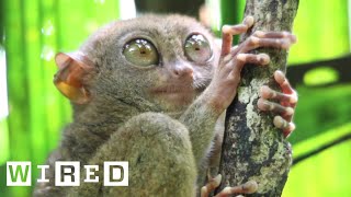 Tarsiers Can't Blink | WIRED