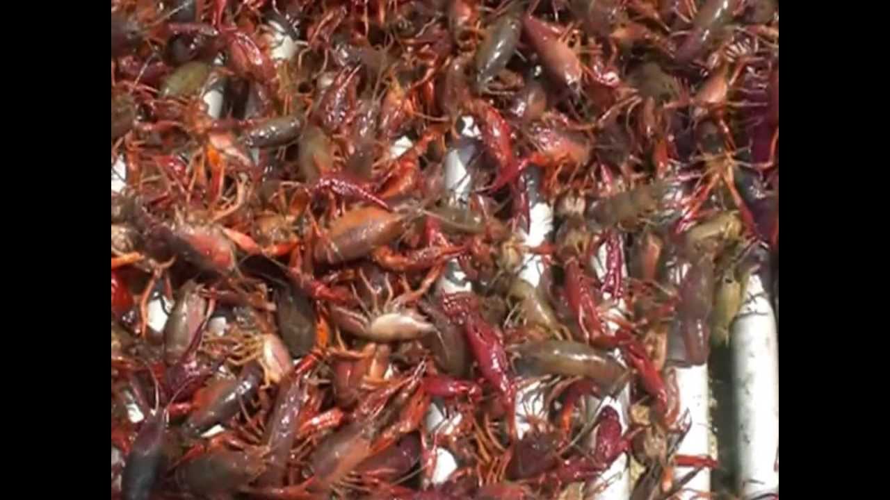 Crawfish Farming in South Louisiana~The Basics part 2