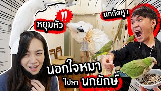 นอกใจหมาไปหาฝูงนก! โดนนกยักษ์หยุมหัว! นกกัดหู~