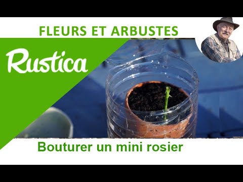 Vidéo: Comment Faire Pousser Un Mini Jardin De Bouteilles