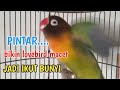 Lovebird ngekek panjang paling mantab buat pancingan lovebird yang malas bunyi
