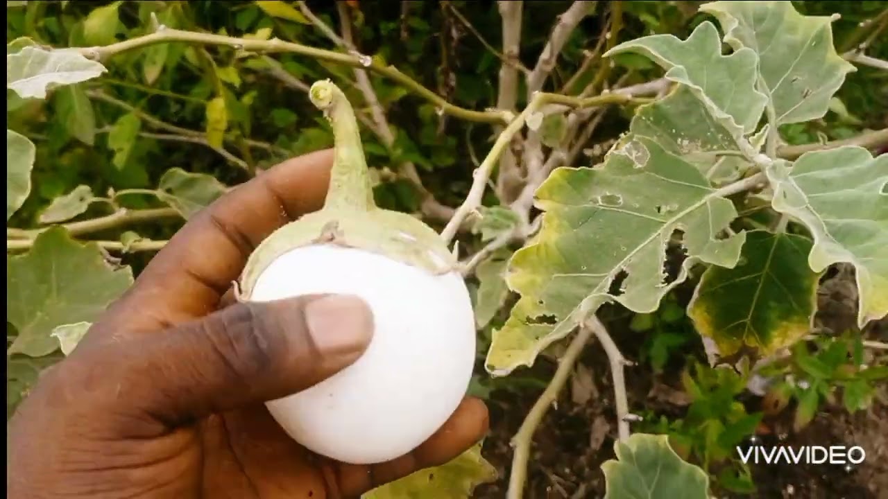 Have You Cultivated White Eggplant Before? This Will Get You Motivated. #diy #youtube #ytshorts #fyp