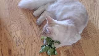 MAINE COONS ON CATNIP by Maine Coon Adventures 16 views 2 years ago 1 minute, 57 seconds