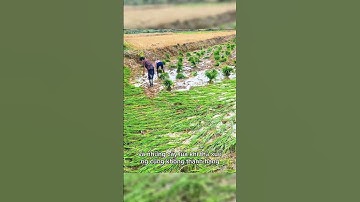 Đây Là Cách Người Dân Tứ Xuyên Cấy Lúa