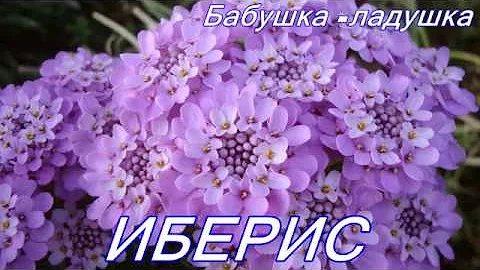 Иберис -украшение Вашего сада.