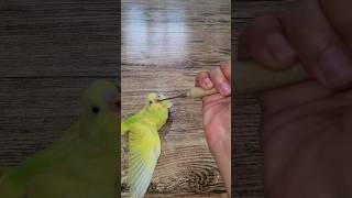 Hand Feeding a Hungry Baby Bird #birds screenshot 2