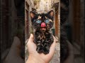 You Won’t Believe What You’re Watching 😱🔥 #Shorts #Viral #Amazing #Unbelievable #Pets #Funny