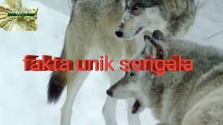 fakta unik serigala