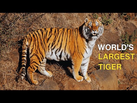 Video: Balinesisk tiger er en uddød underart