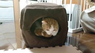 【猫のユヅニャン】冬用ベッドは巣穴式♡