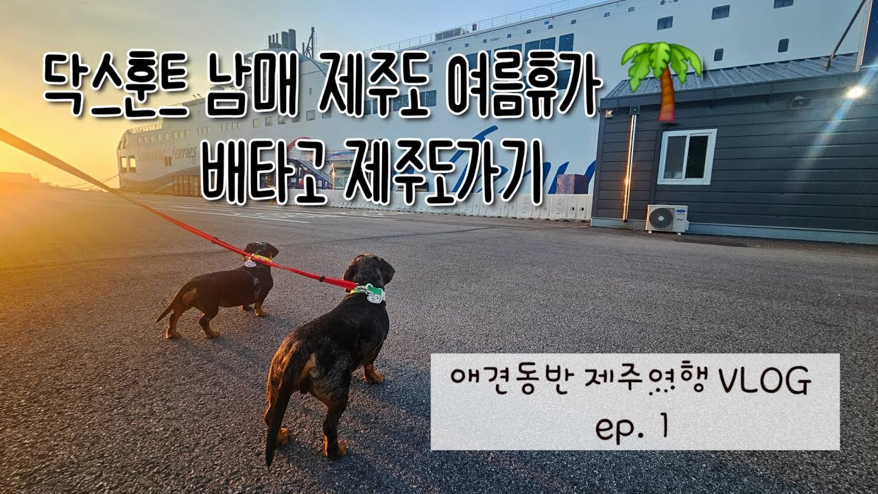 서울에서 제주도 배타고 가기 퀸제누비아2호 | 애견동반 제주도여행 ep.1 