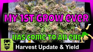 My 1st Grow Ever - Harvest Update + A Sneak Peek At My 2nd Grow Ever