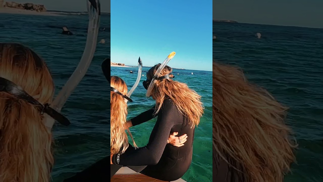 Swim with Sea Lions in Jurien Bay, Western Australia