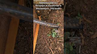 #bee #beekeeper #beekeeperlife #beekeeping #beeremoval #catchbox #trapouttechnique #beeslife